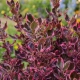 KOPROSMA ECLIPSE - sadzonki 10 / 20 cm